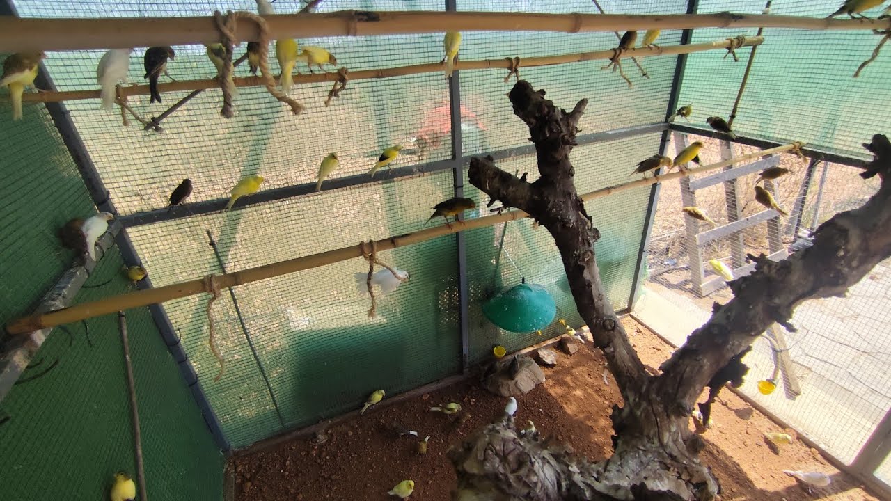 TIMBRADOS ADAPTANDOSE A LA VOLADERA