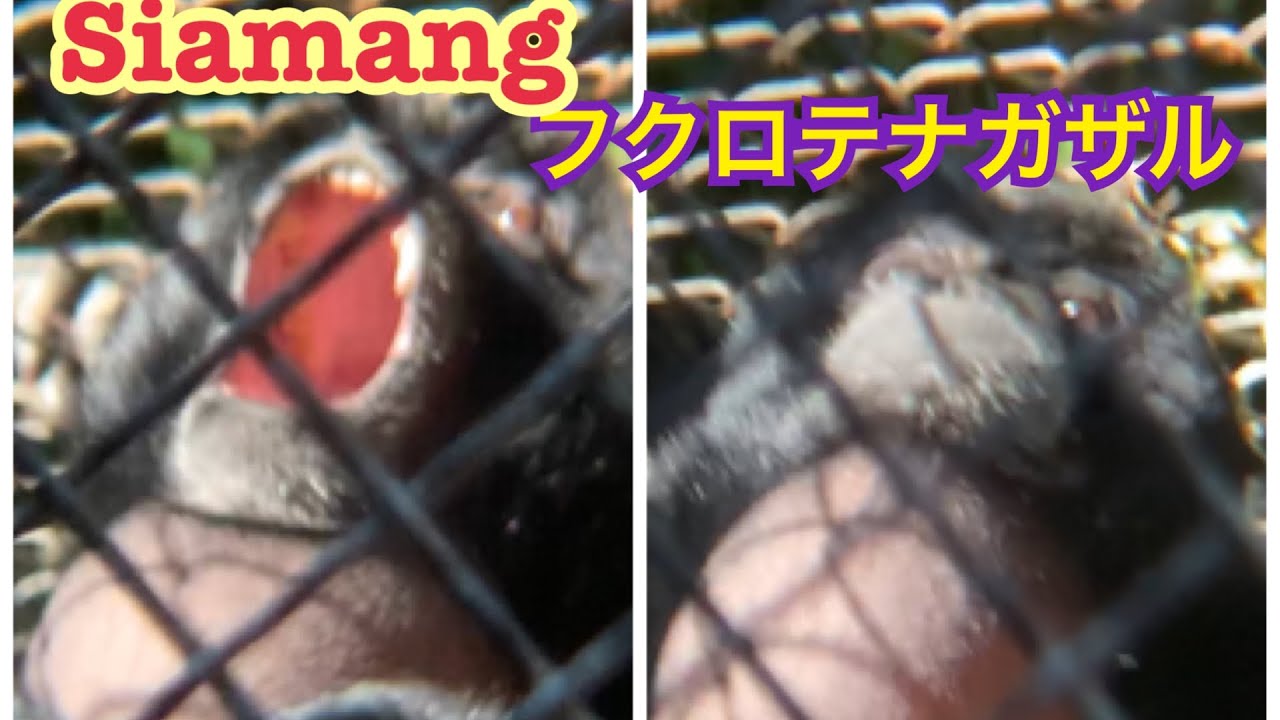 フクロテナガザルのハーモニー　Siamang ‘s Harmony Los Angeles zoo