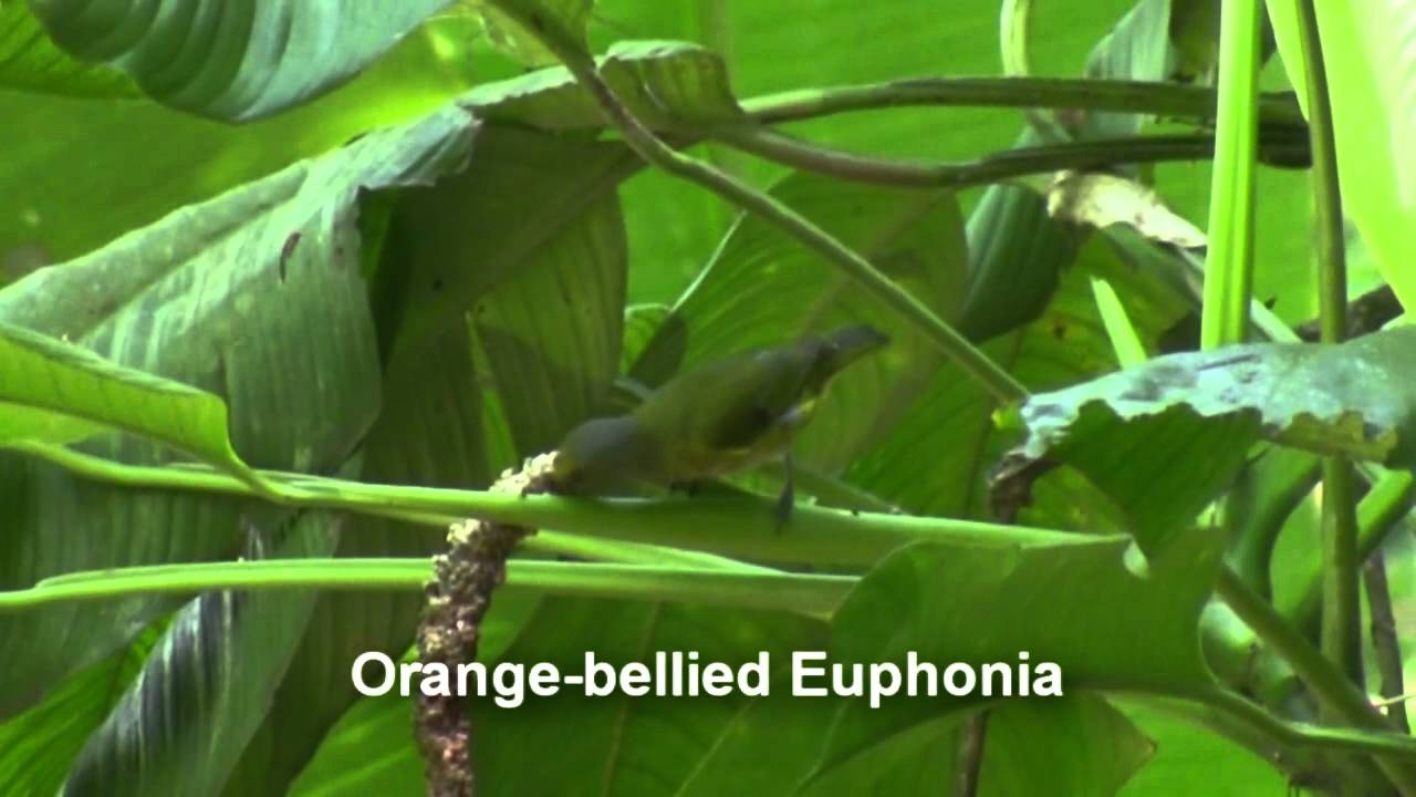 Birds of Brazil - Seedeaters