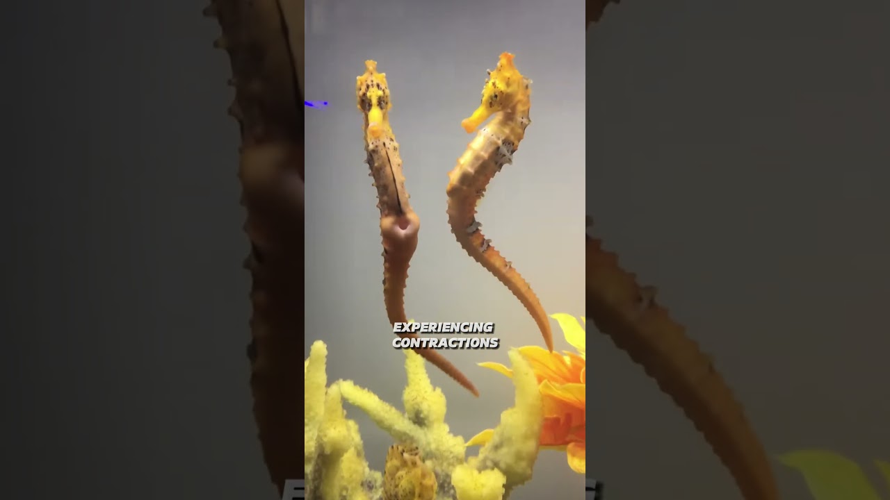 Extreme Animal Parents That Make Human Parenting Look Easy #facts #animals #funfacts #wildlife