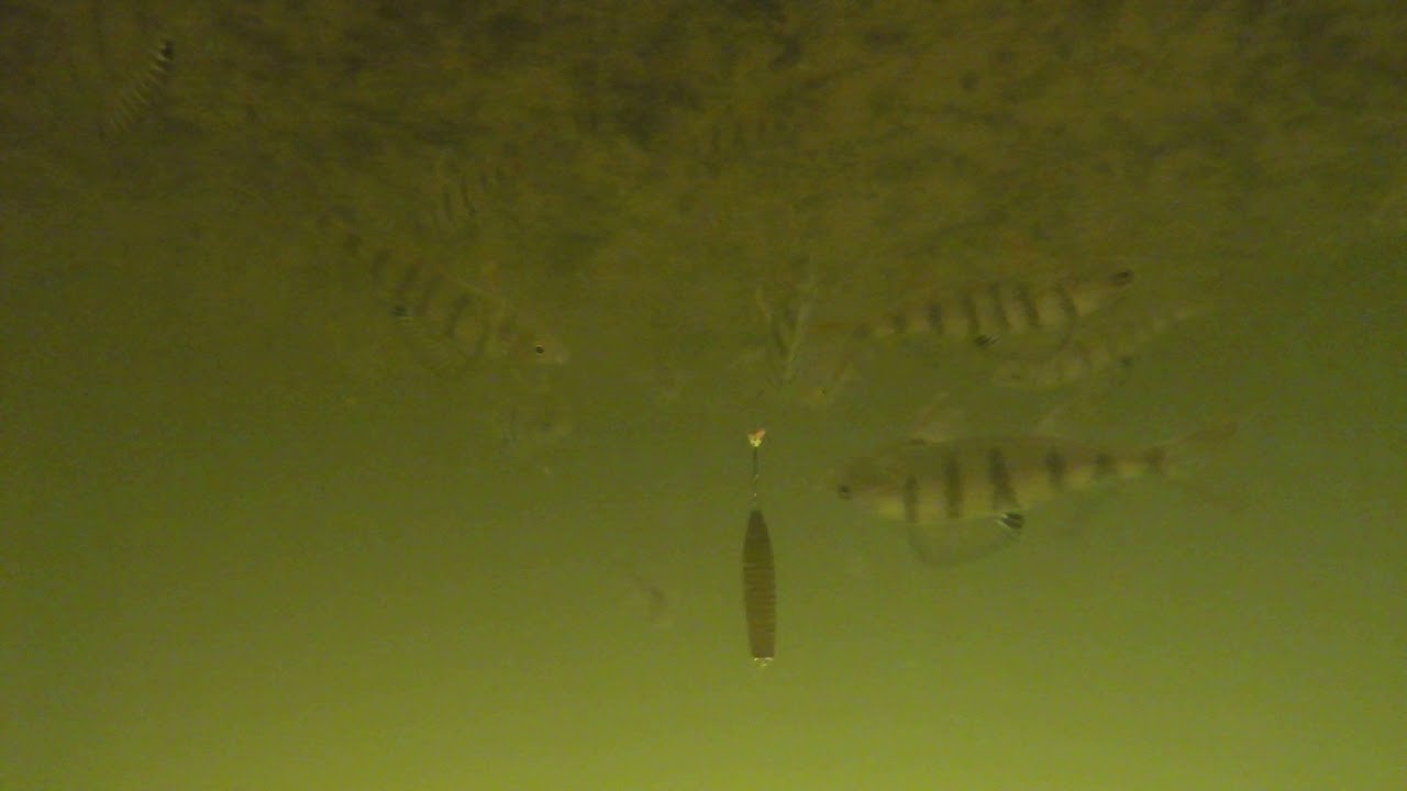 Pimpla abborre filmat under vatten