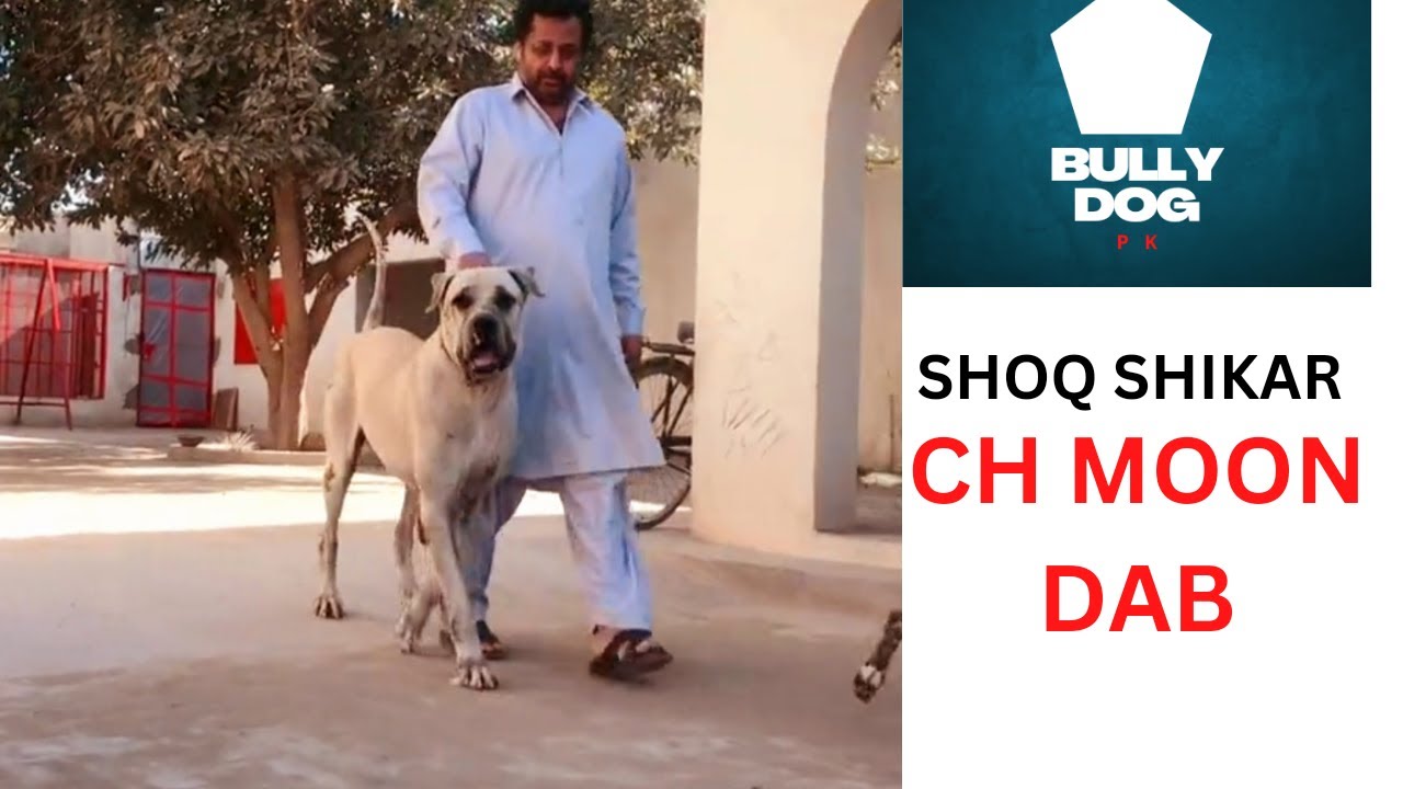 Top class Shoq Shikar Ch Moon Dab | Bully Dog Pk