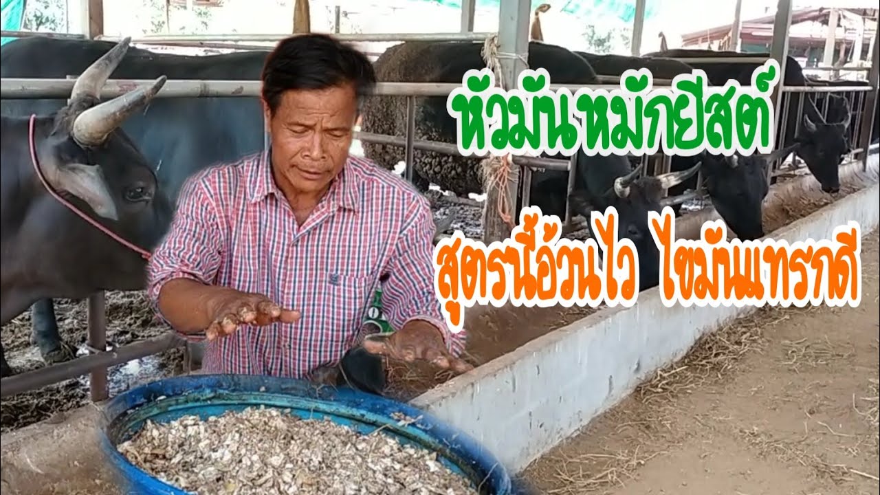 หัวมันหมักยีสต์ สูตรนี้อ้วนทันใจ ไขมันแทรกดี