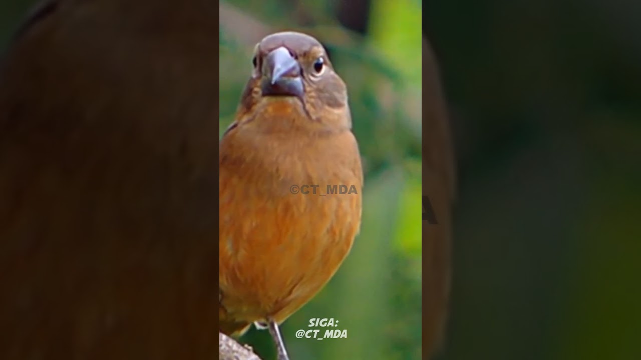 F&ecirc;mea de Curi&oacute; Chamando | Piado Natural Raro na Natureza! #CURIO #shorts