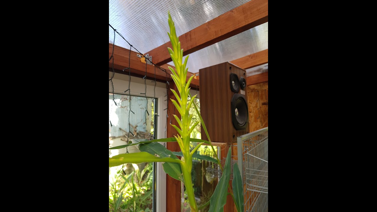 Wianecznik - Kanna Stuggart - Awokado - Lilie 5.IX.2021r