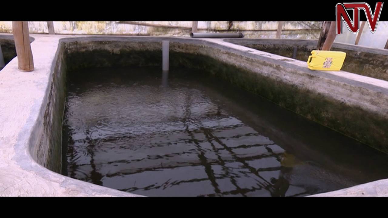 Lima, Lunda, Gaggawala: Engeri ennungi ey’okulunda emmale