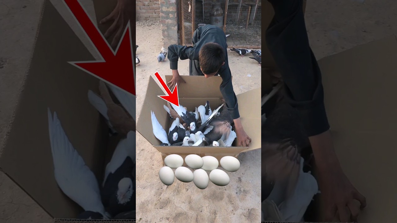 39 New 💟 TOP Pigeons [ 5 Fancy Shirazi ] ❤️ [ 9 Mookee ] Other Pigeon Update 23-07-2023