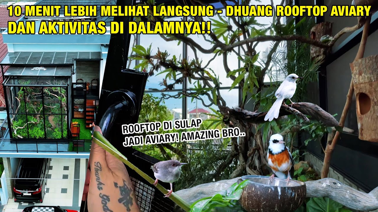 Merekam Aktivitas Pagi Hari Dhuang Rooftop Aviary 🍃