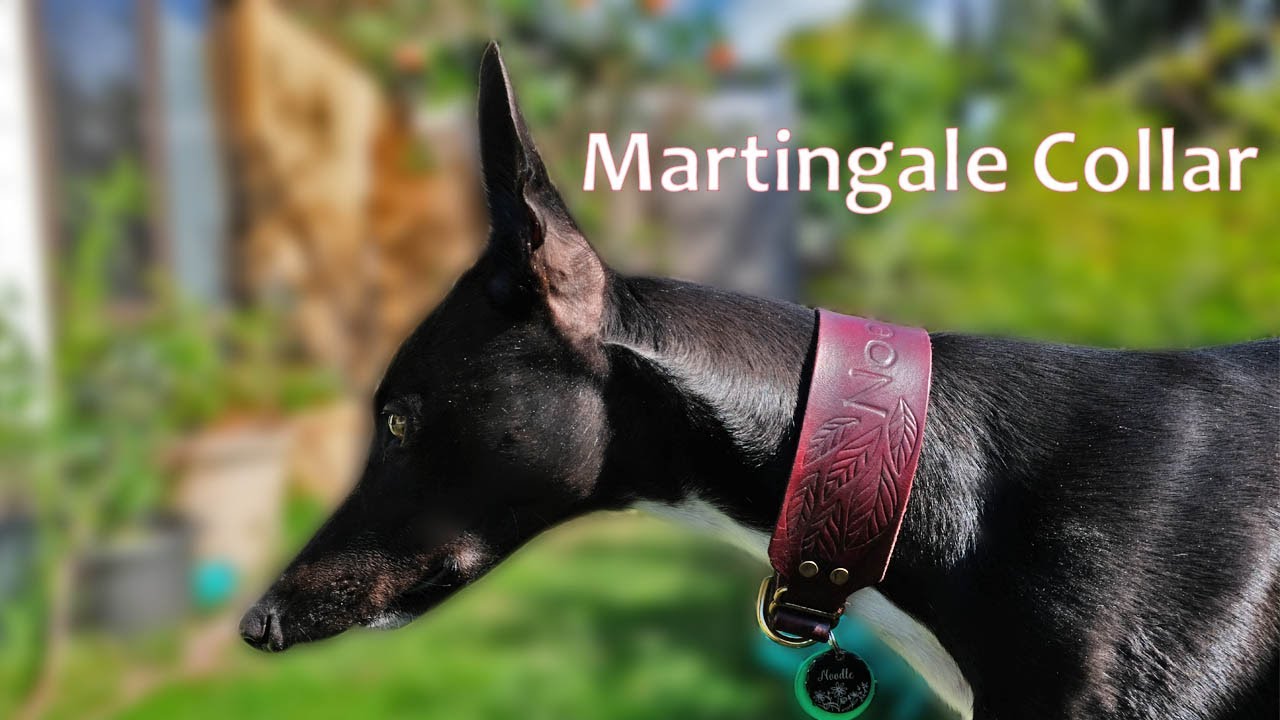 How to make a leather martingale collar