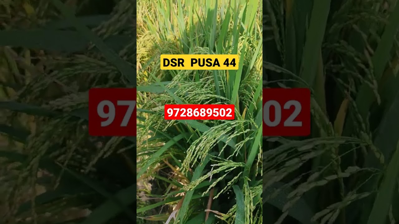 #short DSR PUSA 44#short pb1847#PB1885 #PB1886