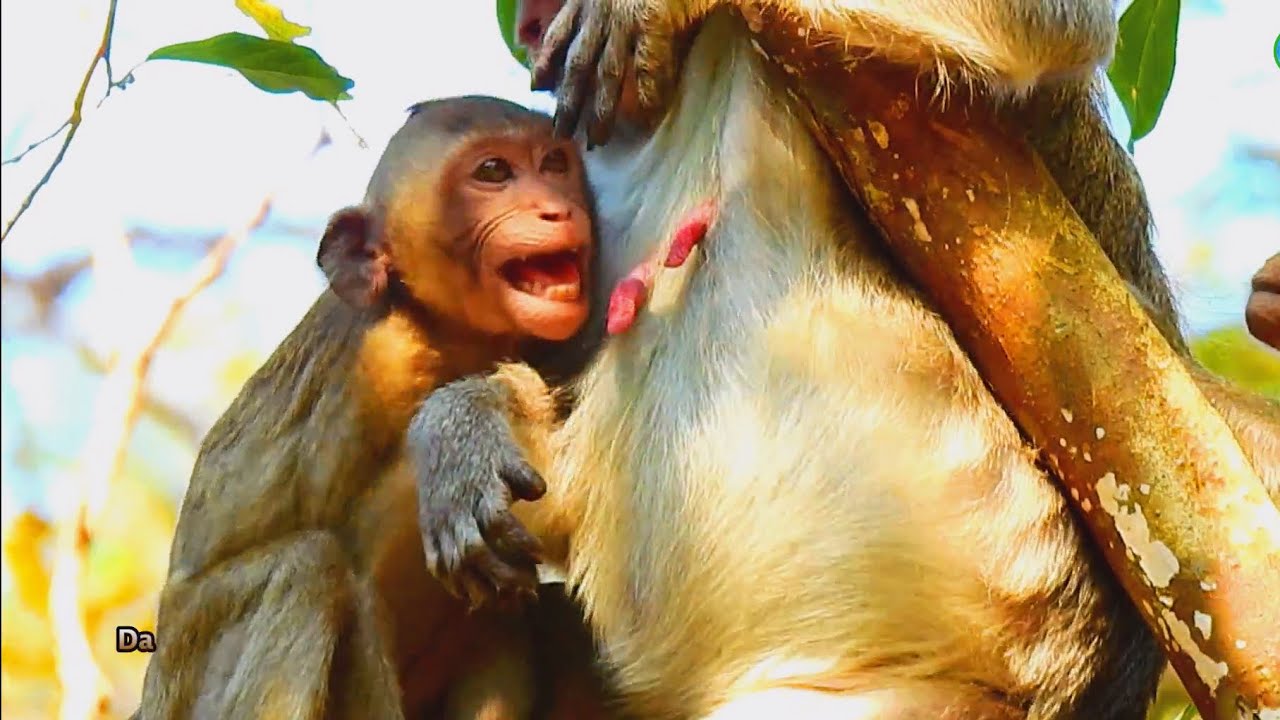 Bad Young Monkey Janna Cry Temper With Weaning Milk, Janna Still Active Like Newborn Monkey,