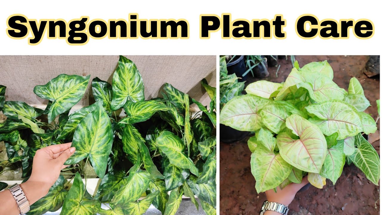 Syngonium Plant Care | Low Maintenance Indoor Plants | Best Indoor Plants | Syngonium Plant