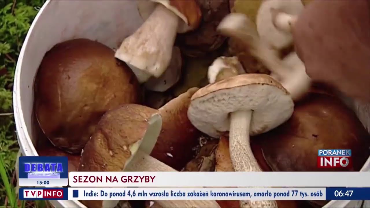 Sezon na grzyby