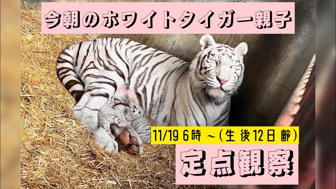 11/19 今朝のホワイトタイガー親子　定点観察