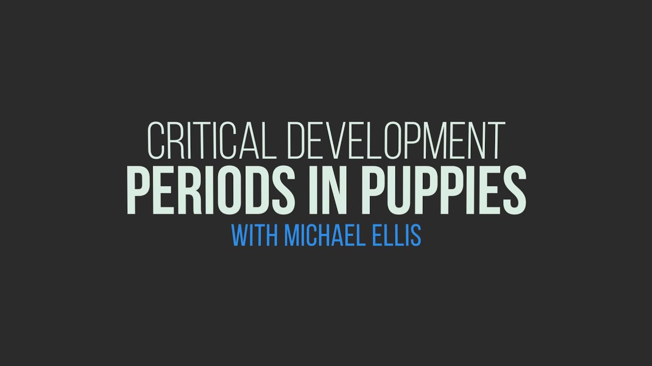 Michael Ellis on Critical Development Periods in Puppies