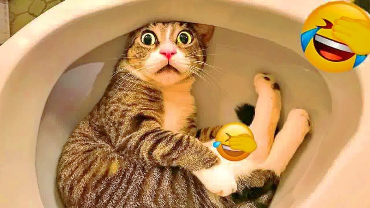 You Laugh You Lose 🐩 Funniest Cats and Dogs 2026🧡 part 1