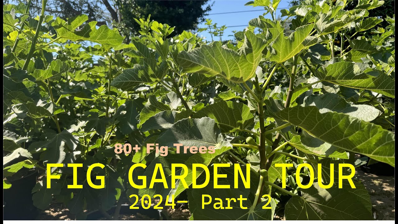A Tour of My Fig Garden: Complete Tour of 80+ Fig Trees- Part 2
