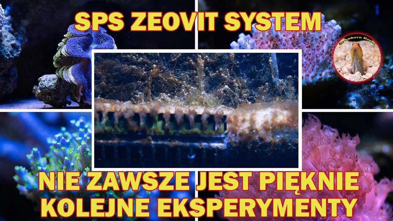Metal Halide i Zeovit System | Co To Dało? | California Reef Tank | Greenhorn Reefer