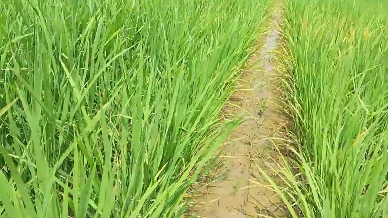 Padi swah yng akn gagal panen 2%.dlam panen priode skrg in.... 