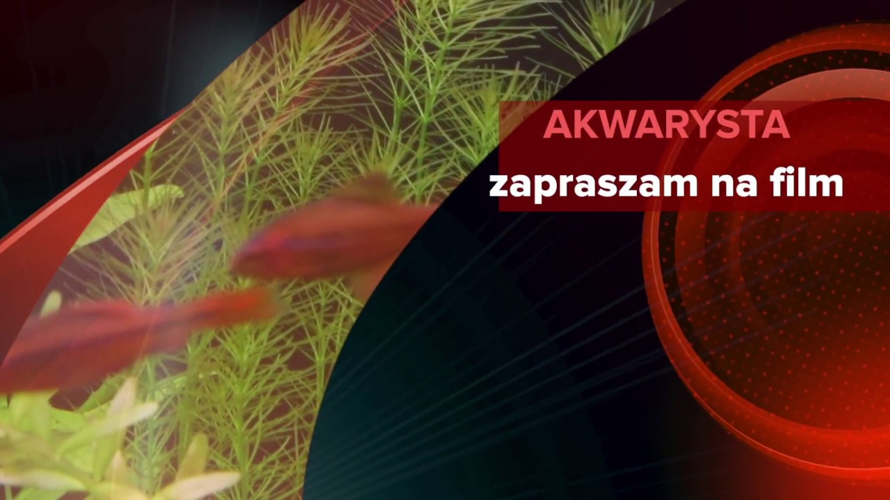 77. Już 7 dni - ikra skalarów