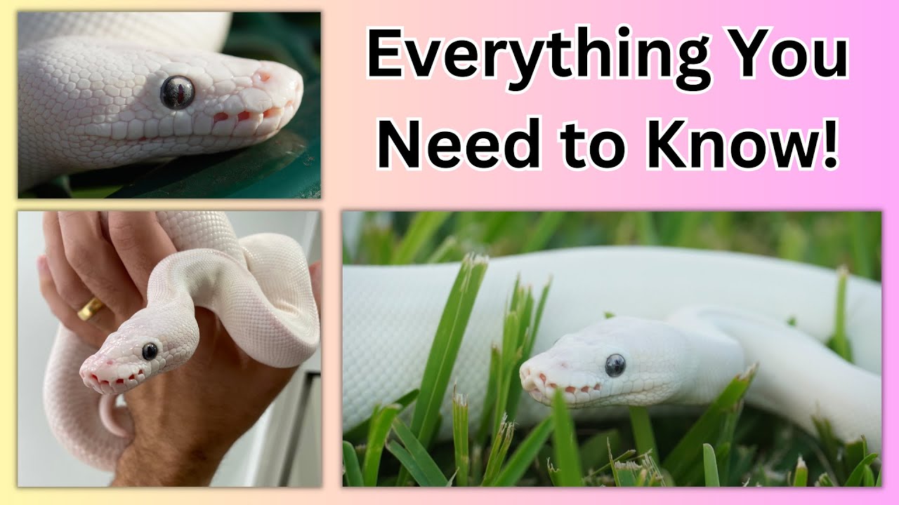 Ball Python Care Guide!