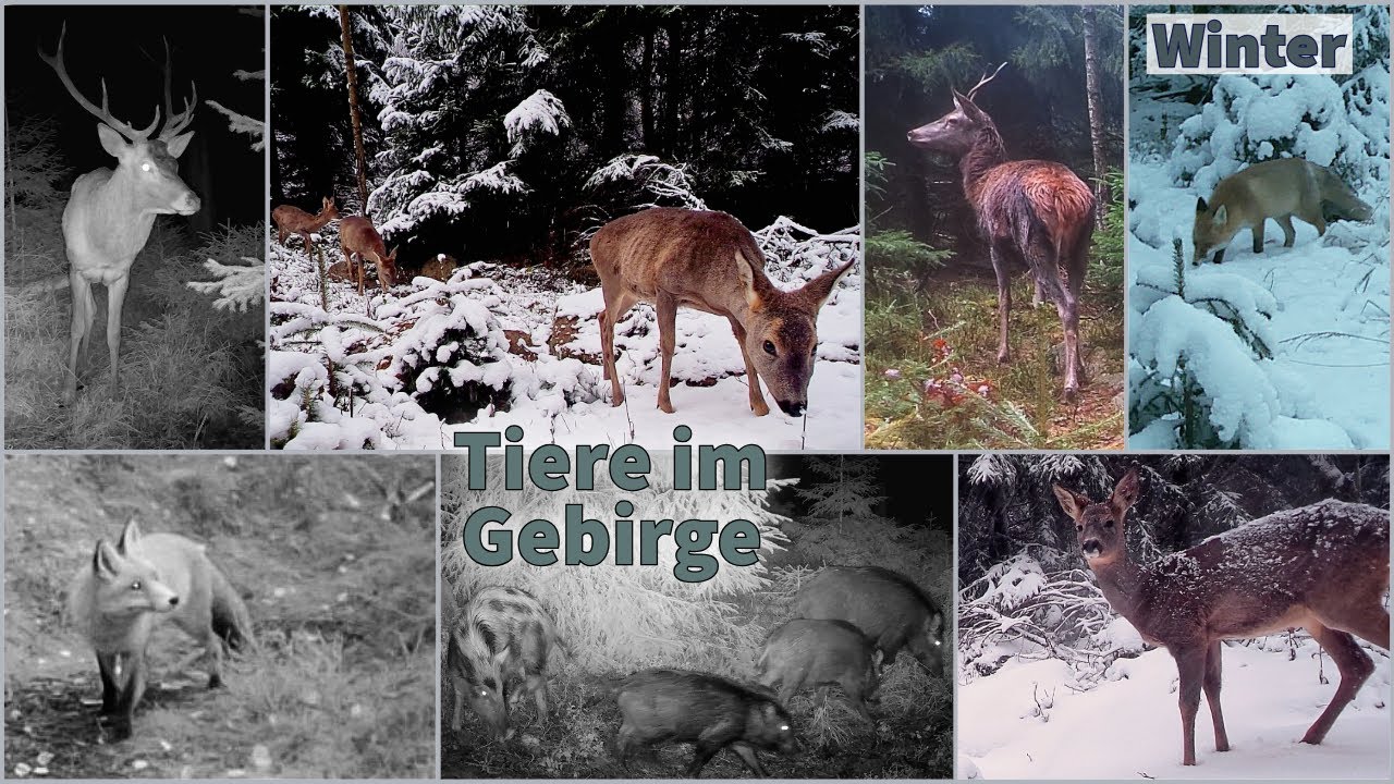 Tiere im Gebirge, Winter 2024; Part 8