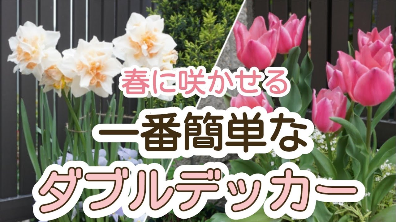 【開花まで一気に紹介🌷】秋冬に植える一番簡単なダブルデッカーと春を彩る球根