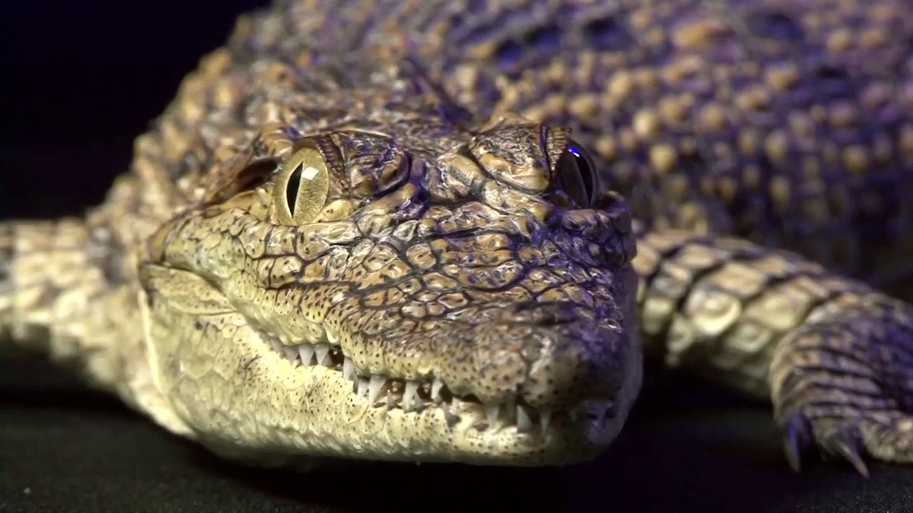 Epiphysx: the physics of biology