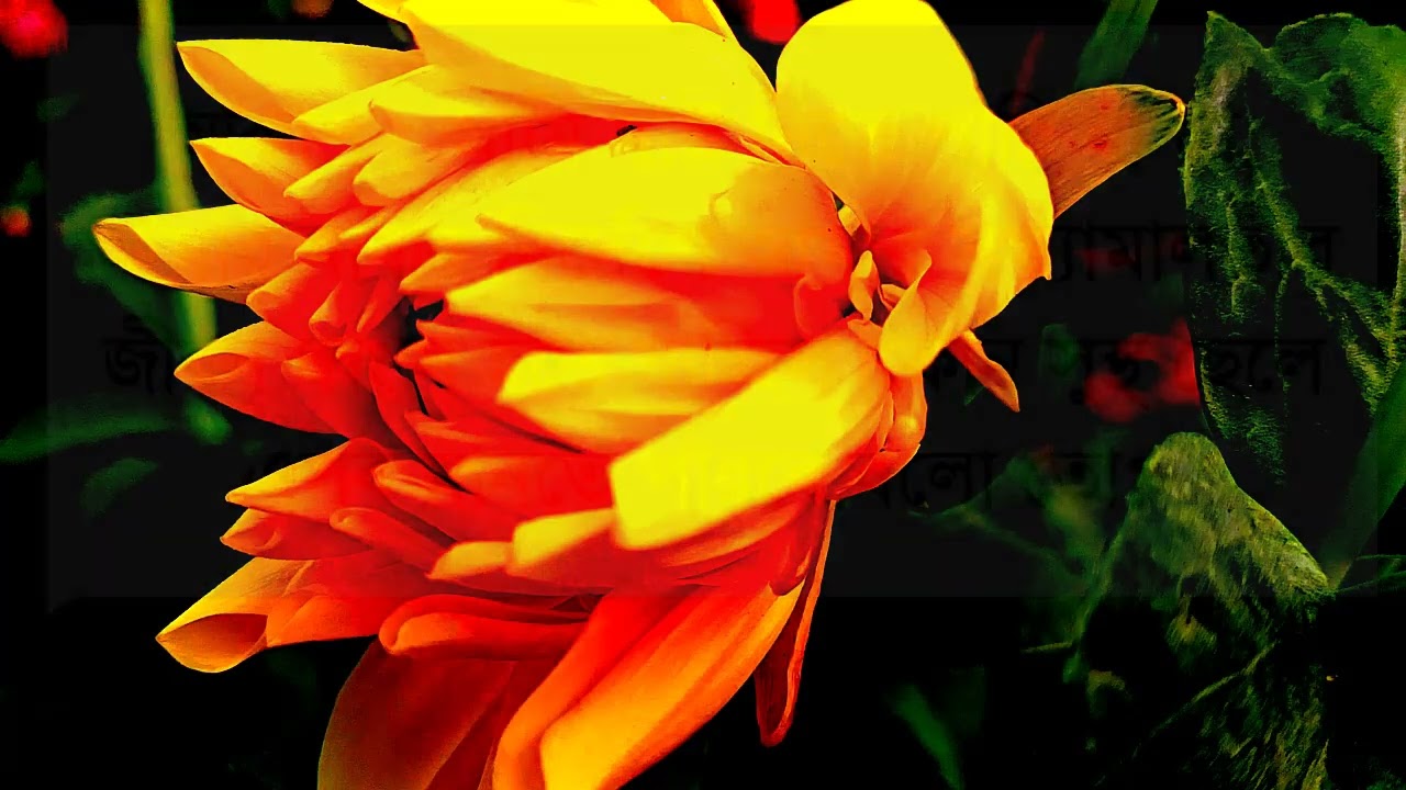 এক আকাশ ভালোবাসা //পর্ব ১//রোমান্টিক লাভ স্টোরি গল্প 