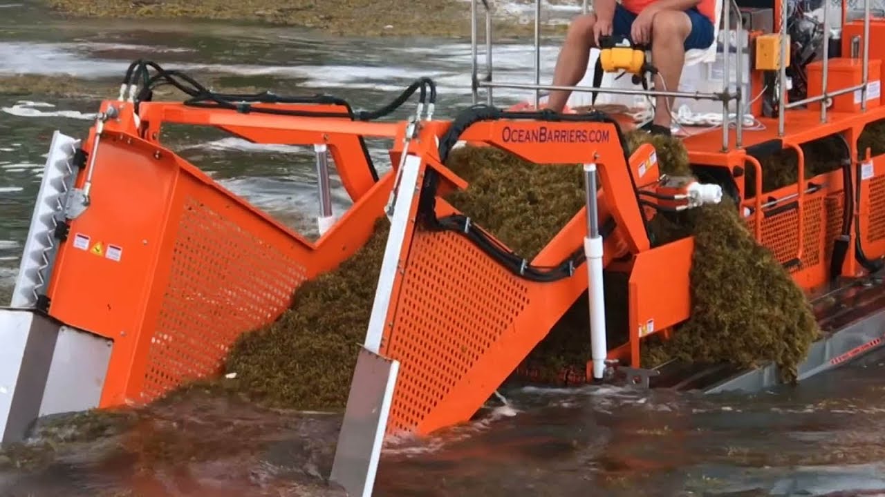 Entrepreneurs 'clean up' profits thanks to seaweed