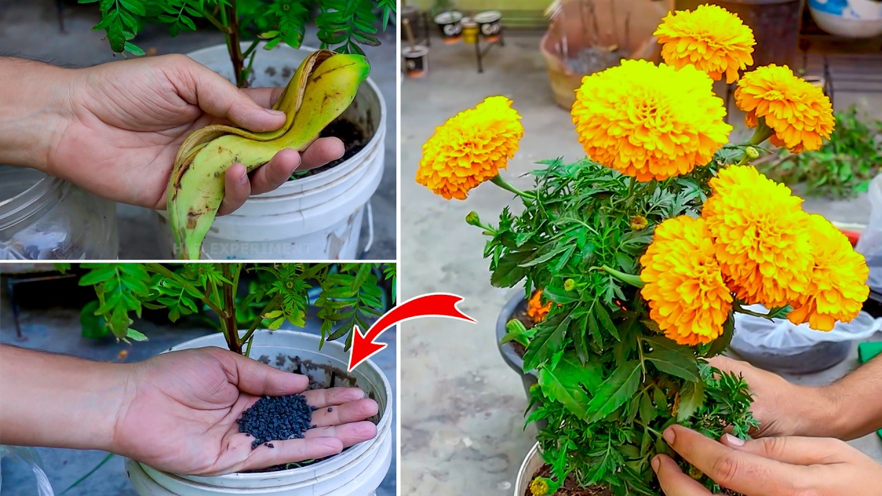 ये 2 चीज डालते ही गेंदा फूलों से भर जायेगा | Genda plant care growing | marigold plant fertilizer