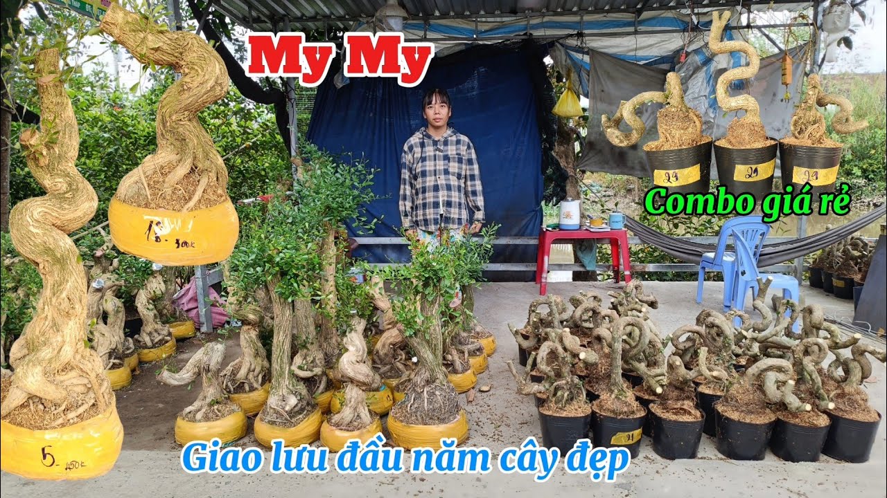 25/2/2026 _My My #0907671690 _Linh sam to,Sam siêu hoa hoành to đế lực,combo cây quái giá rẻ 