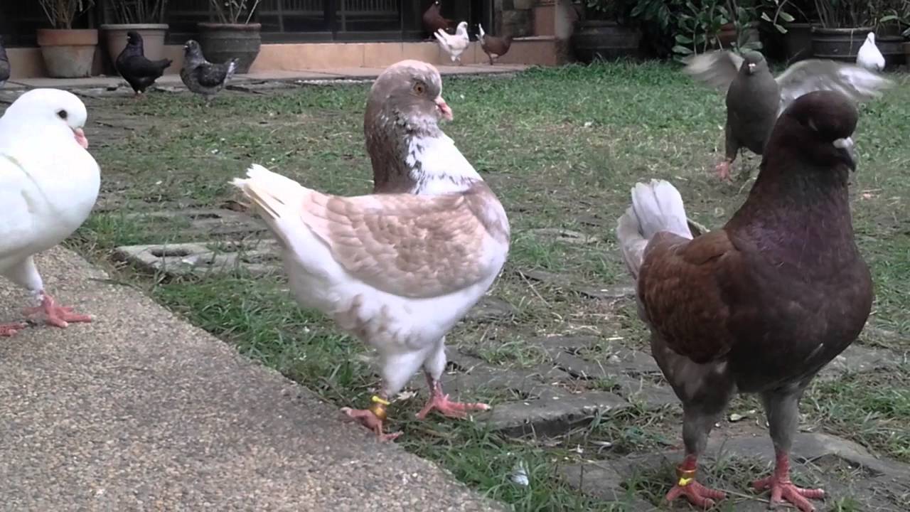 SHOWKING FANCY PIGEON By LABONG AVIARY PHILIPPINES
