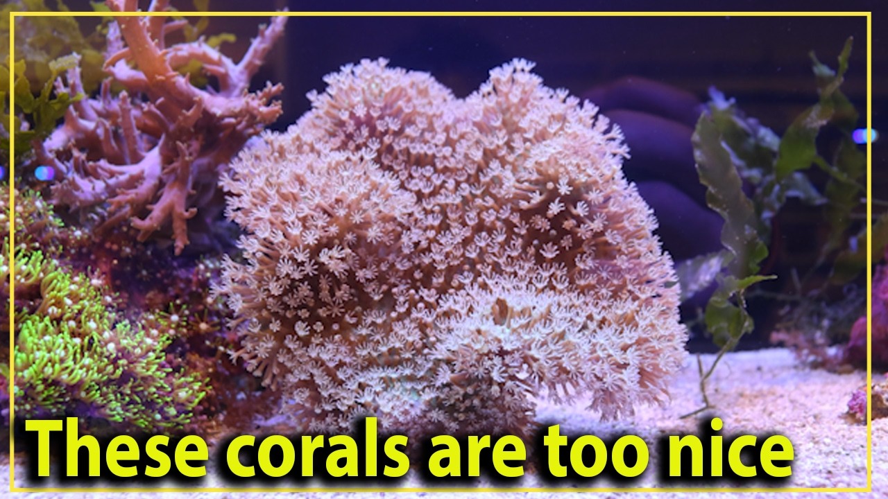 You have NEVER seen acan corals like this before  !