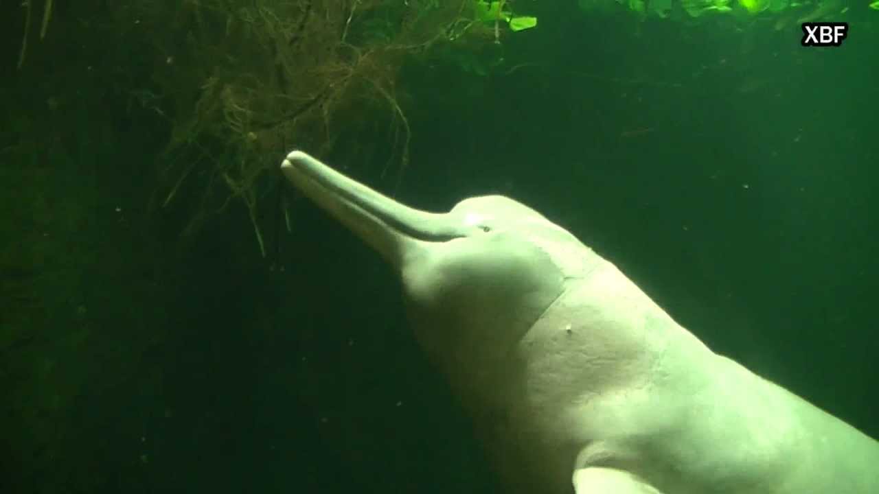 Amazon river dolphin (Inia geoffrensis) [HD]