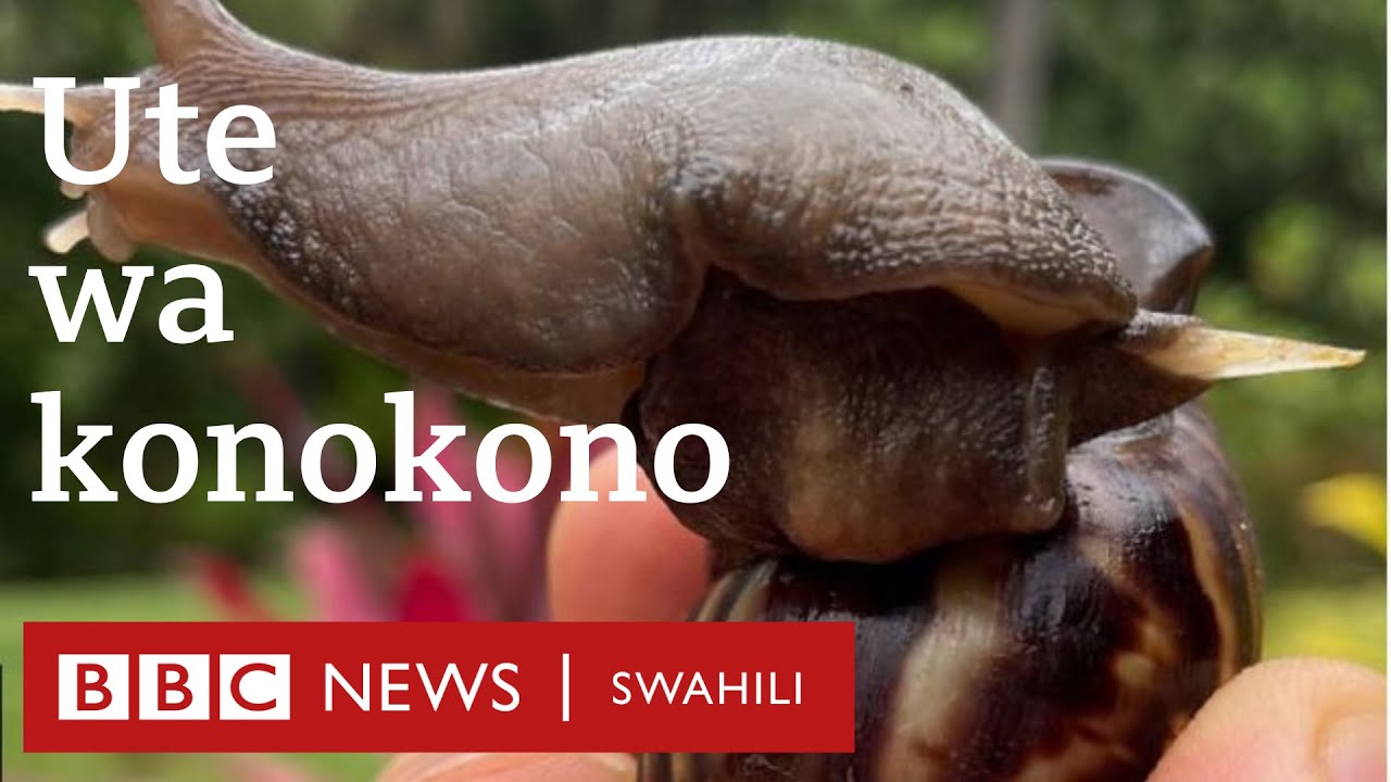 Jinsi uteute wa konokono unavyoweza kulainisha ngozi yako