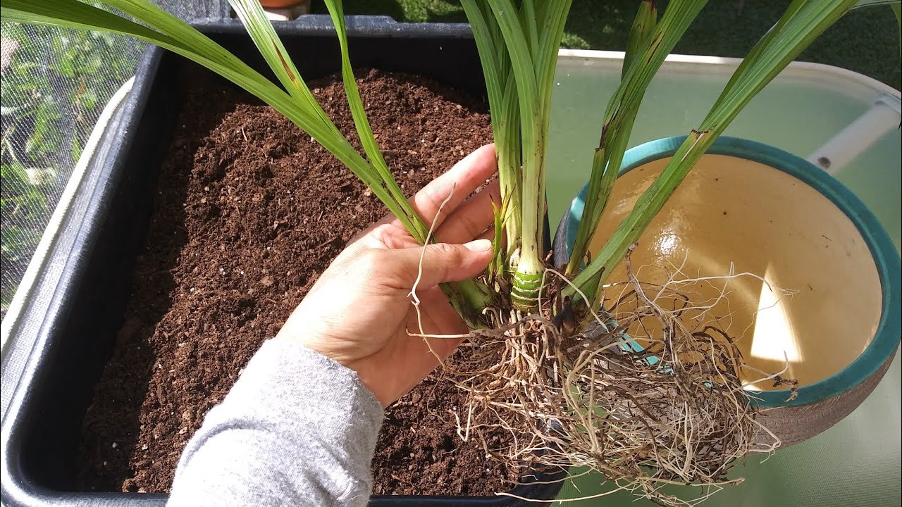 División & transplante de Orquídea Spathoglottis Picata,  en sustrato de tierra.🌾