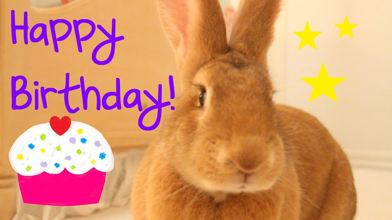 FLEMISH GIANT RABBIT'S FIRST BIRTHDAY!