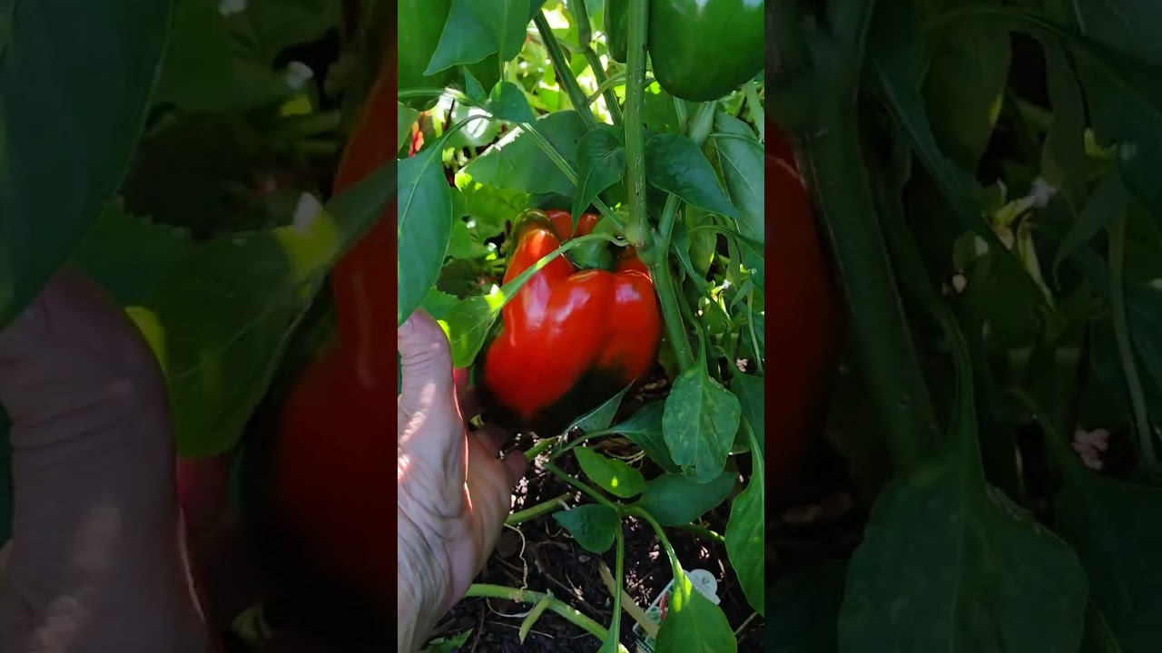 TTTT - TEA TIME TUESDAY TOUR -AUGUST 26, 2025 GARDEN