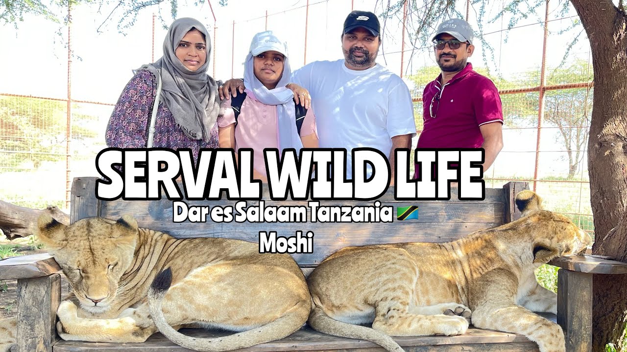 Serval wildlife -Tanzania No Animals in Cages 2023 jan