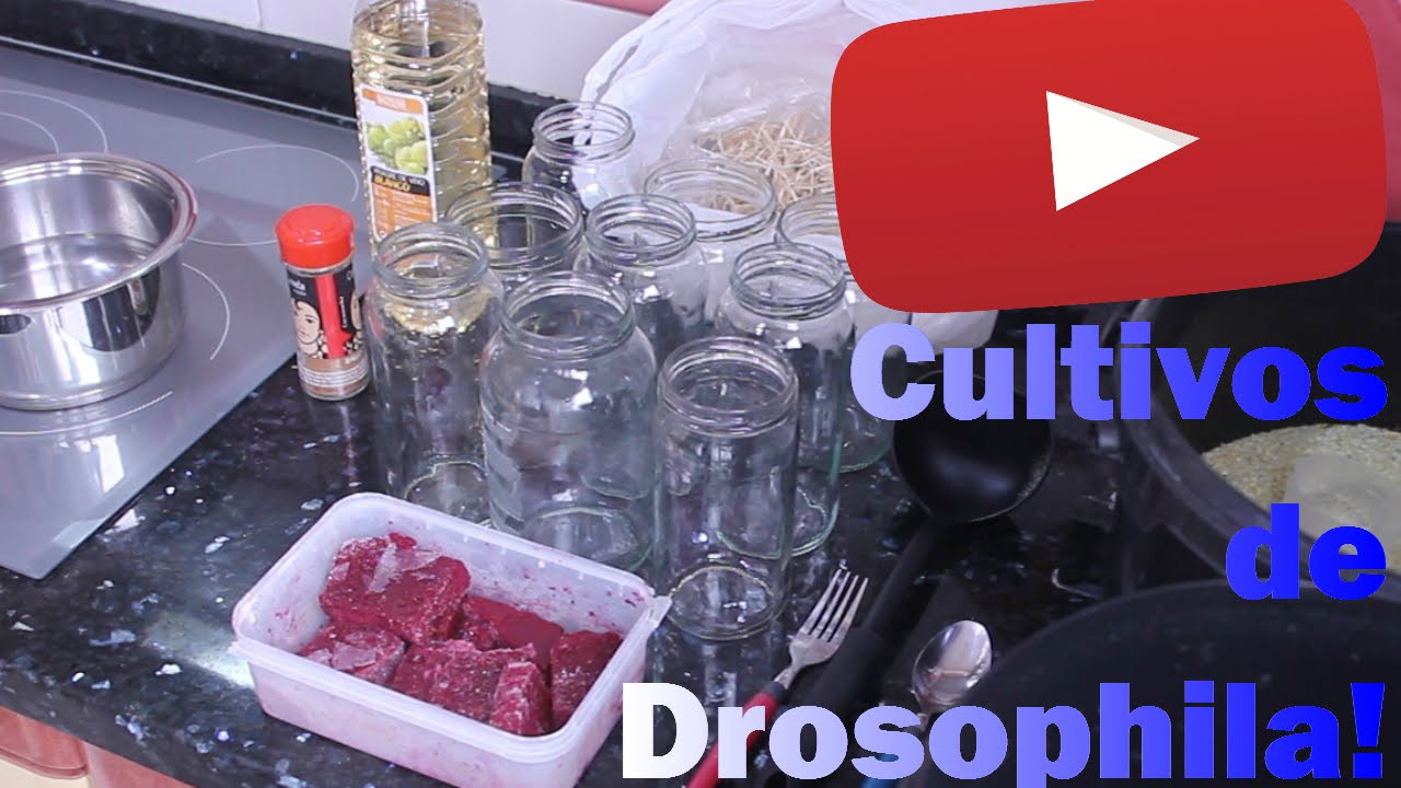 Cultivo De Drosophila Nutritivo (Mosca De La Fruta)