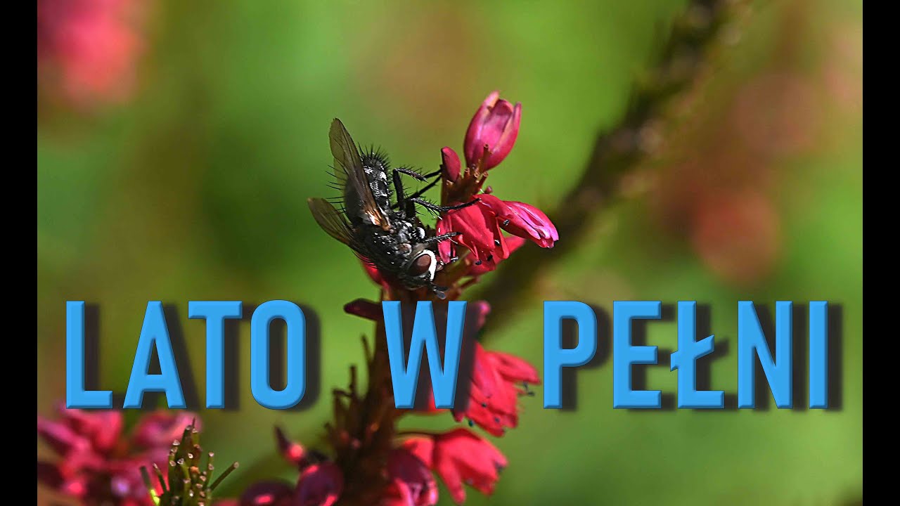 Lato w pełni  #mojmakroswiat - Mój Makro Świat - My macro world #lato #pszczoły #pszczola