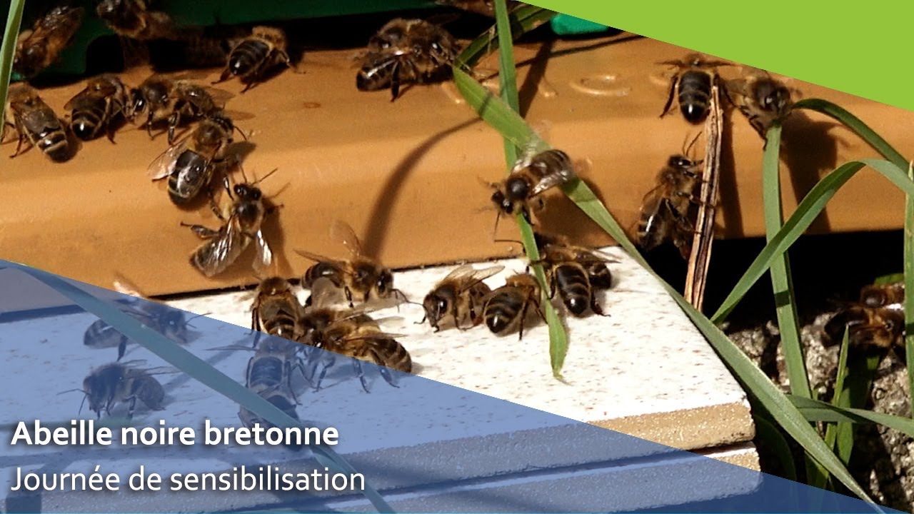 La journée de l'abeille noire bretonne