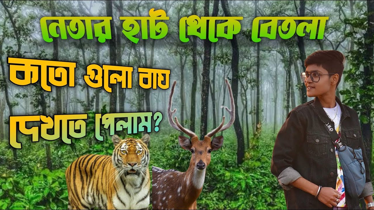 Ranchi Netarhat Betla Forest Jungle safari | বেতলা | Palamu Tiger Reserve | বেতলা ট্যুর গাইড 