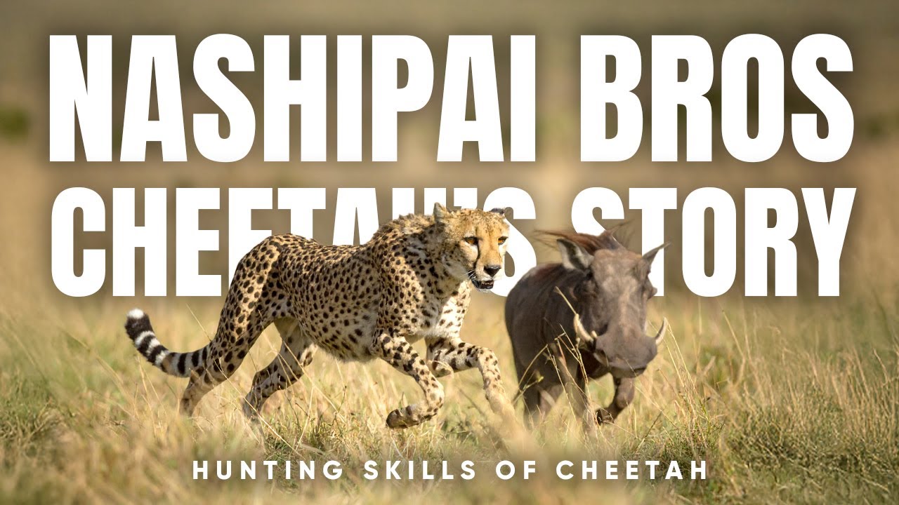 Nashipai Cheetah Squad: 4 Siblings, 1 Hunt | Unbelievable Chase in Maasai Mara! #viralvideo