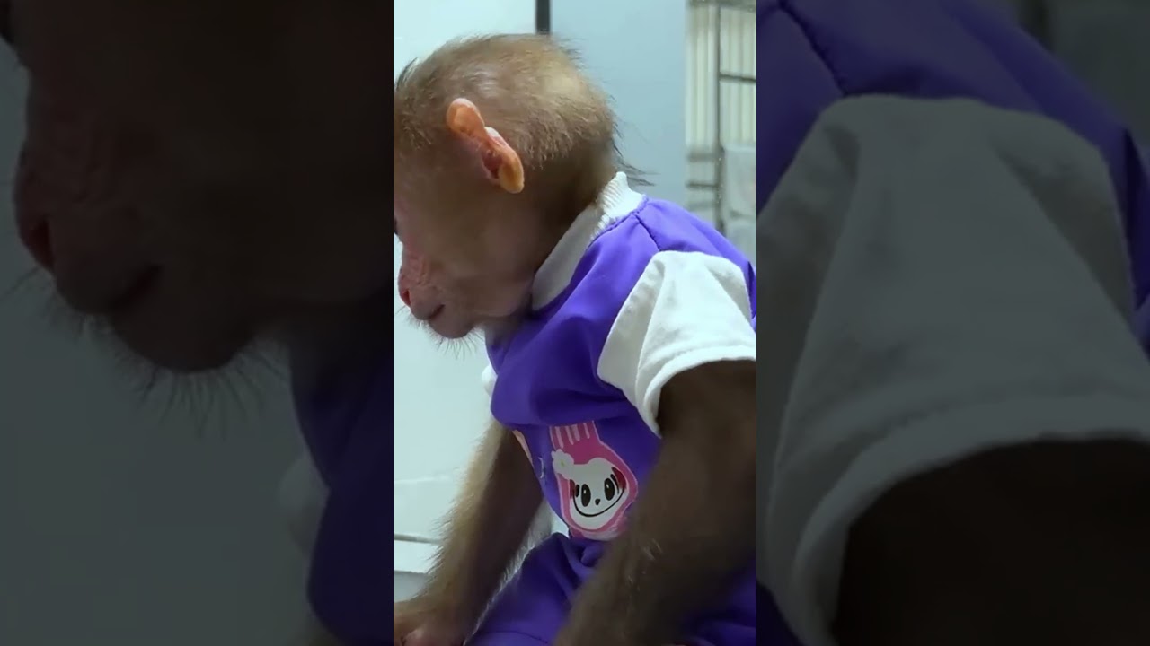 Bibi monkey verry smart   