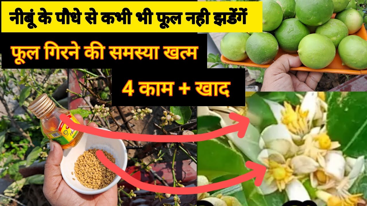 क्यों झड़ जाते है नीबूं के फूल // Lemon 🍋 plant fertilizer // February में ही कर लें ये जरुरी काम 