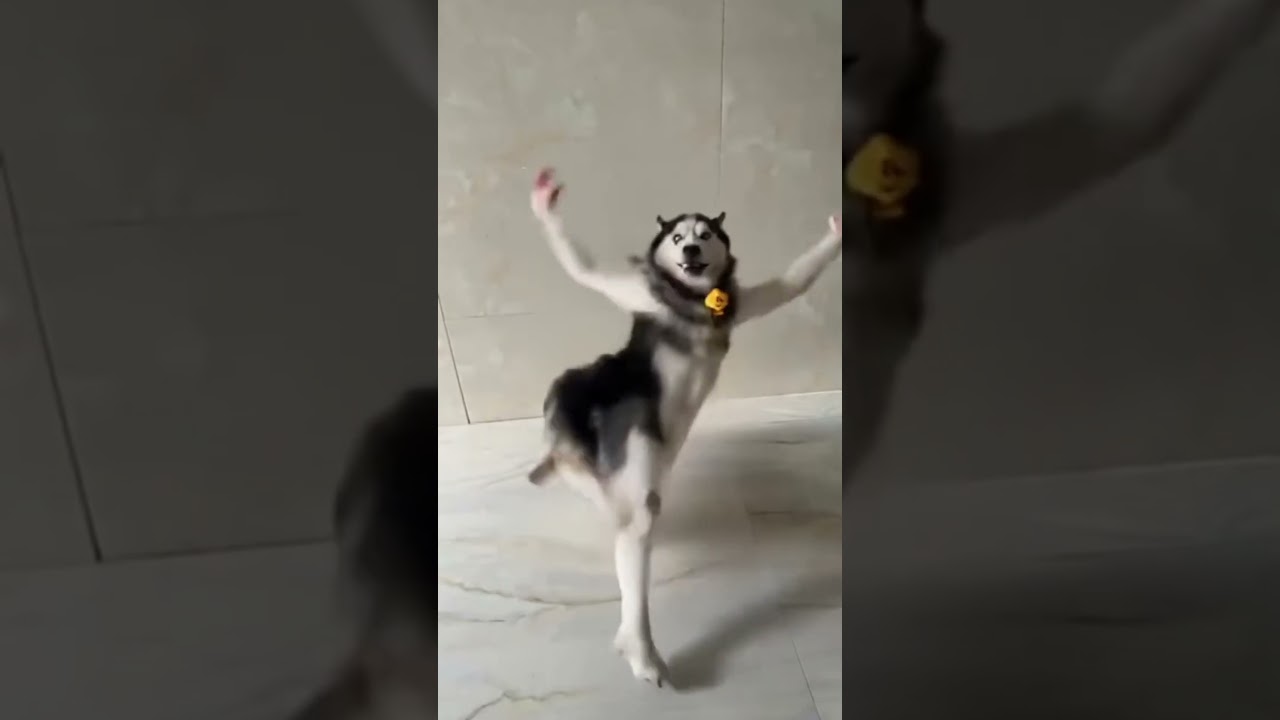 Husky dance daily 💃🏻🕺🏻