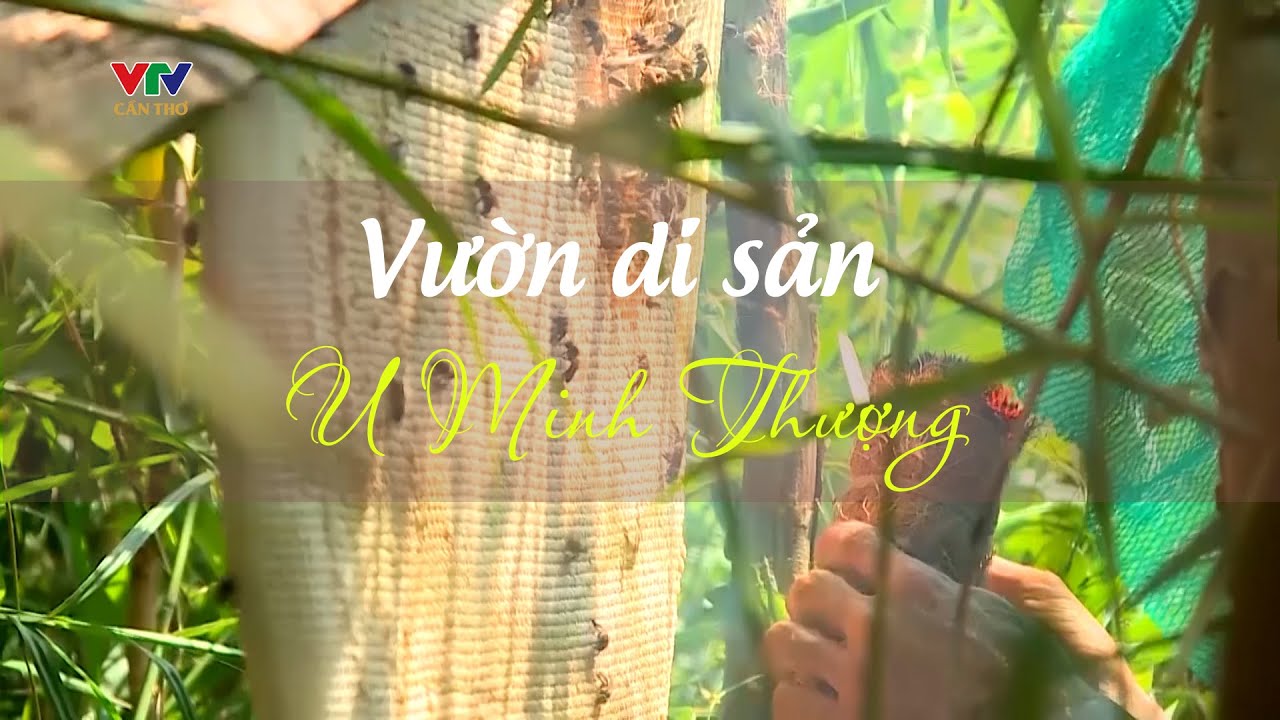 Vườn di sản U Minh Thượng | RONG RUỔI PHƯƠNG NAM