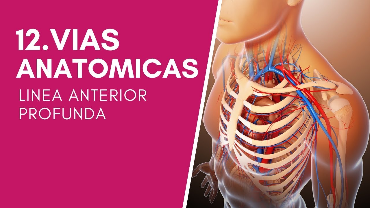 12/12. Vías Anatómicas. ULTIMO +video con la #vía# que POCOS conocen...